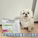 독사랑동물병원 | 저알러지 동물병원 강아지 사료 추천 - 엔토벳 독 인섹트 더마톨로지 서포트