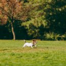 꼬리치는 강아지 이미지