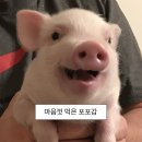 75 | 수원 조원동 참치 무한리필 | 명가참치 조원점