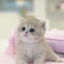 울산고양이분양 모나미네코 울산본점 이미지