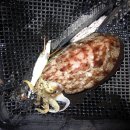 20101115 녹동갑오징어 사냥 이미지