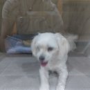 큐리애견 이미지