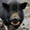 부여육종 이미지