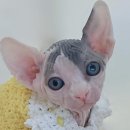 우리개 우리냥이 이미지