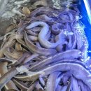 자갈치 숯불 꼼장어 이미지