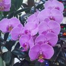 산들 강아지 이미지