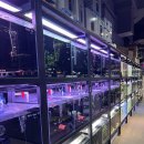 프랜즈 | 피쉬앤프랜즈 열대어 백화점 위례 수족관 방문 후기 내돈내산