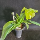 Paph Green Light 이미지