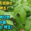 가시오갈피나무--이 약초 발표당시 세상을 놀라게한 약초!! 성호르몬 분비촉진으로 성능력강화, 무기력증, 관상동맥경화증, 심교통, 뇌혈전 이미지