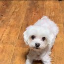 숲속댕토리애견유치원 이미지