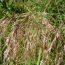 달뿌리집 이미지