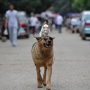 강아지와 고양이 이미지