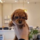 독라이프 이미지