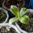 장미 수선 이미지