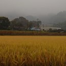 약천리 Daum카페