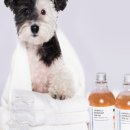 라파미에 이미지