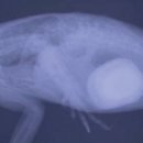 최영민 동물의료센터 이미지