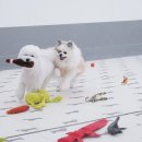 퍼피스프링 이미지