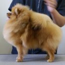 야야 이미지