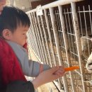 다온목장 | 16개월 아기랑 가평 양떼목장 방문한 후기 가평 아기랑 가볼만한 곳