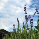 라벤다 이미지