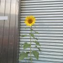 대화2호 이미지