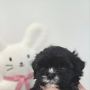 인천강아지분양 판도라독 가정분양 이미지