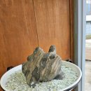 숙연화꽃게장 | 평택게장 맛집 숙연화 꽃게장 신선함이 다른 게장과 솥밥 감동 후기