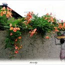 성안 벽화마을 벽화 이미지