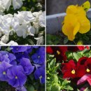 무극전적국민관광지 이미지