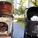 글로리아 켄넬 | 로얄테일즈 애견 유모차 일체형 분리형 고민?