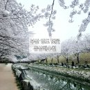 [부산/영도] 부산 영도 벚꽃 영도 동삼해수천