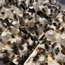 구로-구로-구로-1225 이미지