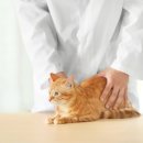 조이동물병원 이미지