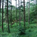 용인자연휴양림 광장 이미지