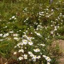 식송농장 이미지