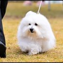 유어펫 라운지 강아지분양 이미지