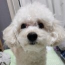 쁘띠그루밍 이미지