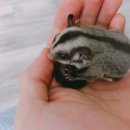 와오뎅 이미지