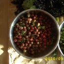 머루랑다래랑 이미지