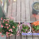 청룡오리돈돈 이미지