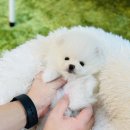 어바웃독 | 강남 애견샵, 어바웃독 분양후기