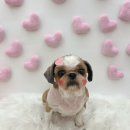 멍발란스 이미지