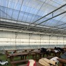 정우농장 | 일산 다인이네 딸기 체험 농장 예약 및 딸기 따기 체험 후기