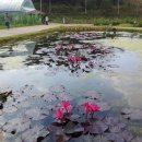 석장포구 Daum카페