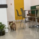 시엠프레꼬모도밍고 이미지