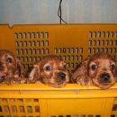 도그랜드 이미지