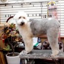 GROOMING 107 이미지