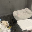 꽃길걷개