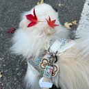 개와 집사의 시간 | 성남 24시 무인 강아지 용품점 멍냥집사의상점 방문 후기